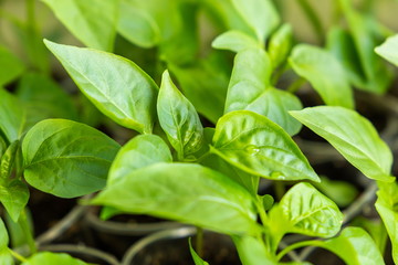 Green shoots of sweet pepper. Seedlings of bell pepper grown for planting in the ground.
