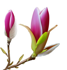Pink magnolia flowers. Vector illustration - 337641717
