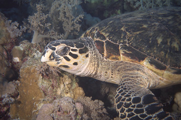 Echte Karettschildkröte --- Eretmochelys imbricata