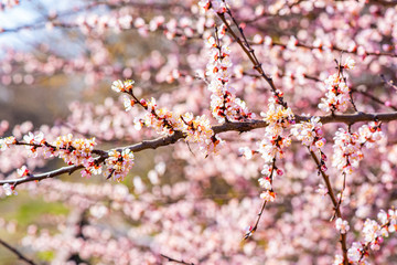 Blooming cherry on a warm spring April day.