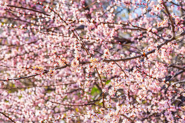 Fototapeta premium Blooming cherry on a warm spring April day.