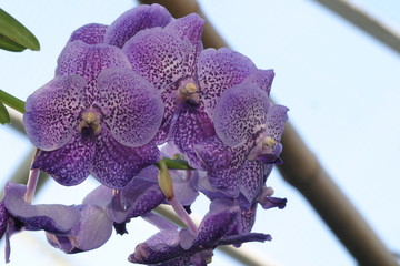 Orchidee