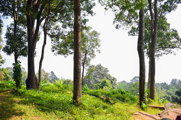 The trees in the tropical forest on sunny day in Thailand