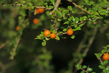 vielblütige Orangenbeere --- citriobatus multiflorus