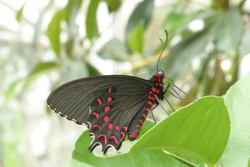 Rotgetüpfelter Schwalbenschwanz (Papilio anchisiades)