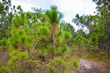 The trees in the tropical forest on sunny day in Thailand