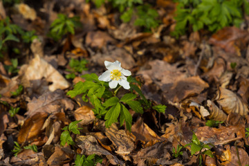 Close up of windflowers (Anemone nemorosa) during spring in nature reserve 