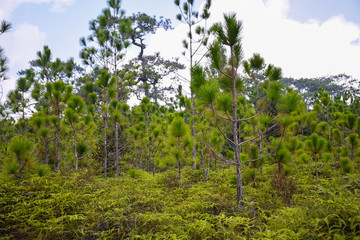 Fototapeta premium The trees in the tropical forest on sunny day in Thailand