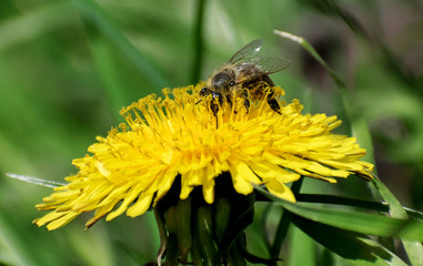 Bees and yellow flowers. The bee collects pollen from a dandelion flower