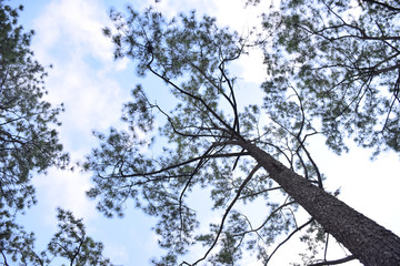 The trees in the tropical forest on sunny day in Thailand