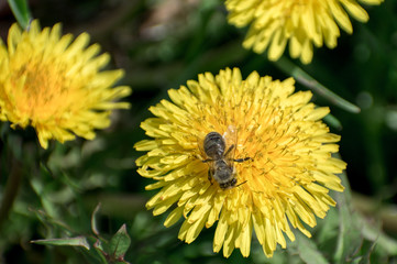 Bees and yellow flowers. The bee collects pollen from a dandelion flower