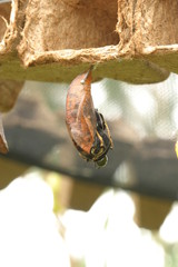 Puppe Kaiser Schwalbenschwanz (Papilio ophidicephalus)