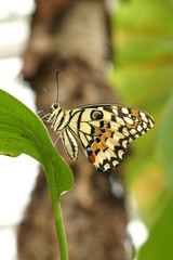 Limetten Schwalbenschwanz (Papilio demoleus)