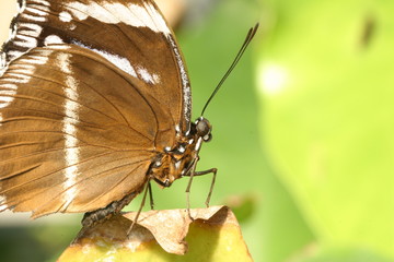 Große Eierfliege (Hipolimnas antevorta)