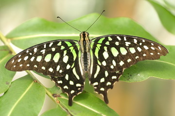 Geschweifter Eichelhäher (Graphium agamemnon)