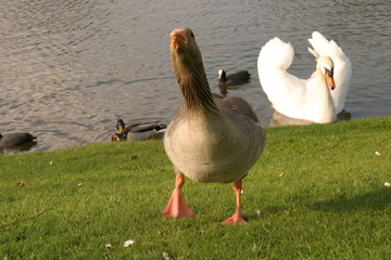 Graugans