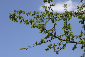 Frühling