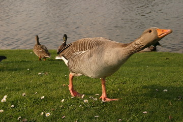 Graugans