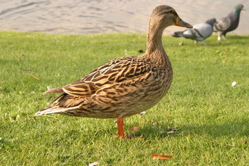 Stockente (Anas platyrhynchos)