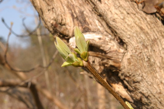 Blatt Knospen