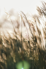 Obraz premium Schilf