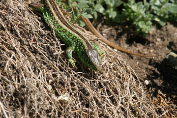 Smarakteidechse (Lamprolepis smaragdina)