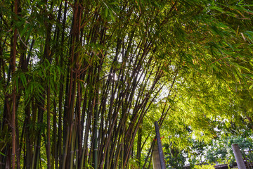 Sun shining through the bamboo branches in Thailand