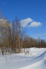 winter forest in the snow