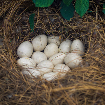 Chicken eggs is on chicken nest,it s made from straw , this nest is a natural chicken nest on a lot of small stones ,this image in natural and chicken eggs concept