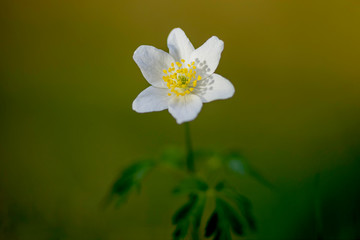 Naklejka na ściany i meble close up view of blooming wood anemone in natural environment. 