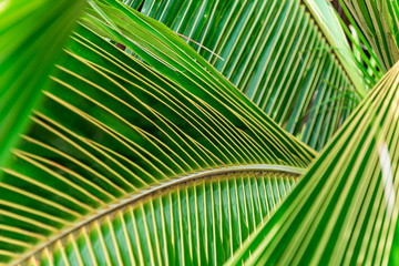 Obraz premium Textured beautiful palm tree leafs background, shallow depth of field.