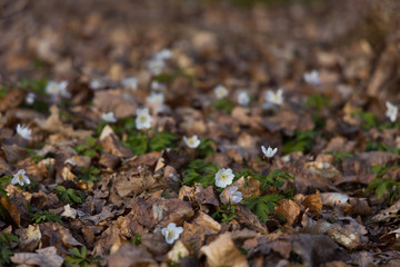 Windflowers (Anemone nemorosa) standing in the ground among dead leaves at the beginning of spring.  