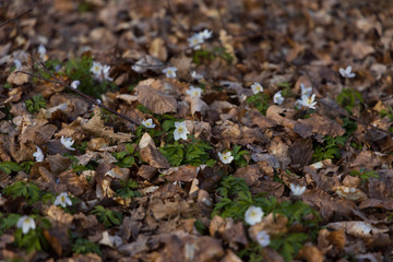 Naklejka na ściany i meble Windflowers (Anemone nemorosa) standing in the ground among dead leaves at the beginning of spring. 