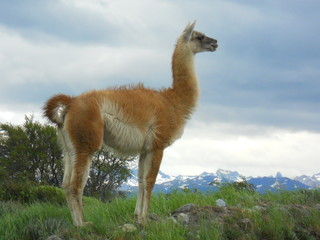 A proud lama looking at the horizon in Patagonia, Chile