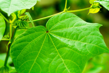 green leaf background