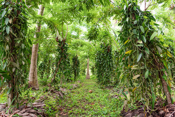 Plantation of vanilla trees at the tropics. - obrazy, fototapety, plakaty