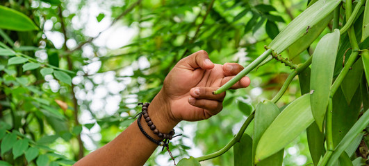 Hand picking vanilla from the tree at plantation - obrazy, fototapety, plakaty