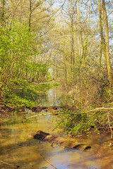 Obraz premium Spring in the marshland around Mechelen