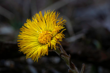 coltsfoot - Tussilago farfara