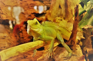 Gadzina :) © Jerzy