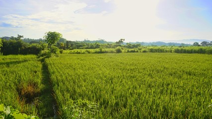 green rice fields and blue sky