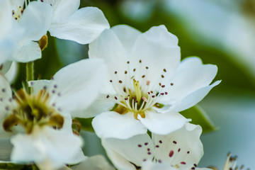 Flowering white flowers of pear tree in the morning 