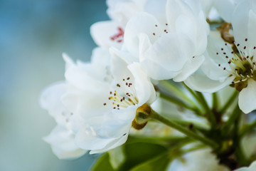Naklejka na ściany i meble Flowering white flowers of pear tree in the morning 