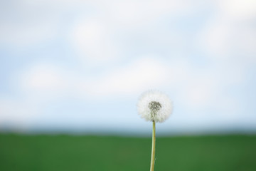 L&ouml;wenzahn vor dem Himmel