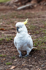 White Yellow Cockatoo Australian Bird. Noisy birds walking. Close up macro of feathers, beak, eyes, yellow. Perspective of wildlife closeup. Shot in Blue Mountains, NSW Australia