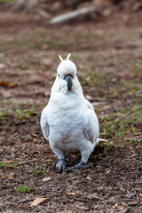 White Yellow Cockatoo Australian Bird. Noisy birds walking. Close up macro of feathers, beak, eyes, yellow. Perspective of wildlife closeup. Shot in Blue Mountains, NSW Australia