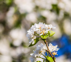 Flowering white flowers of pear tree in the morning 