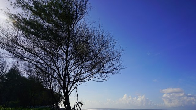 Silhouette landscape photos of dry plants, blue sky on the beach
