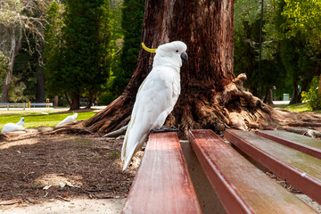 White Yellow Cockatoo Australian Bird. Noisy birds walking. Close up macro of feathers, beak, eyes,...