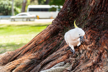 White Yellow Cockatoo Australian Bird. Noisy birds walking. Close up macro of feathers, beak, eyes,...